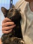 Nala_Simba (2)